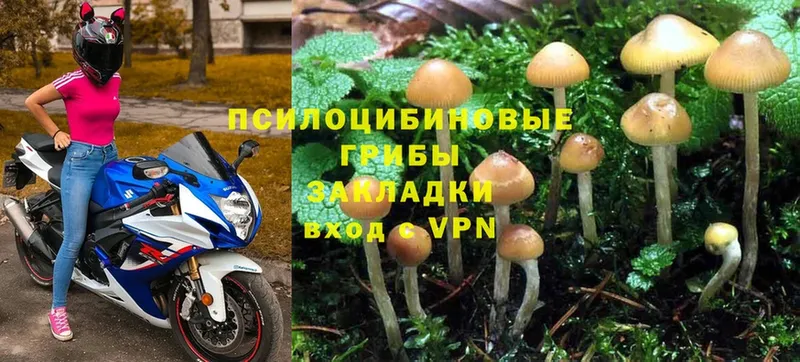 Галлюциногенные грибы Psilocybine cubensis  купить наркотики сайты  Нарткала 